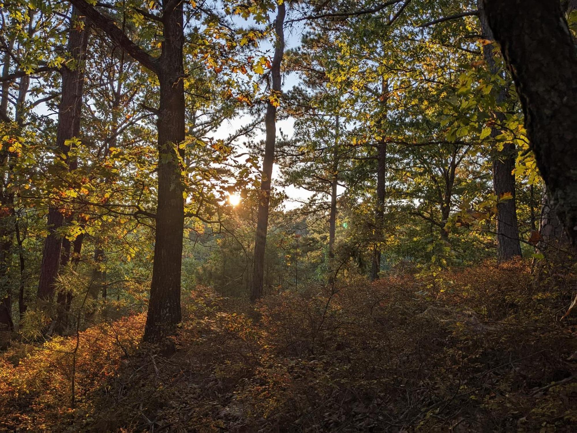 Loblolly Pines #3 Adventure Aframe Villa Eureka Springs Esterno foto